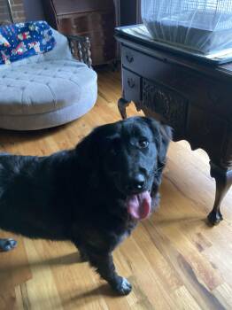 Golden Retriever Dogs Available for Adoption in Portland, Maine - Willoughby | PetCurious