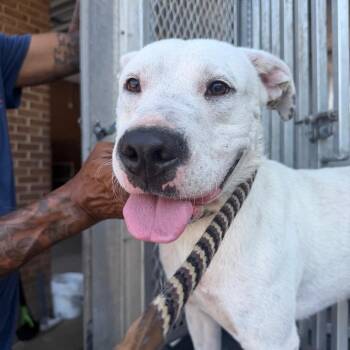 Marshmallow -  Pit Bull Terrier Dog for Adoption in Birmingham, Alabama - Marshmallow | PetCurious
