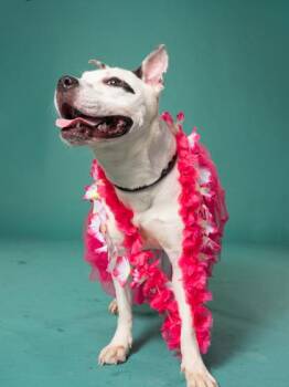 Chibee -  Pit Bull Terrier and Mixed Breed Dog for Adoption in Atlanta, Georgia - Chibee | PetCurious