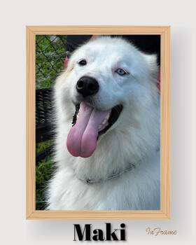 Maki -  Great Pyrenees Dog for Adoption in Fredericksburg, Virginia - Maki | PetCurious