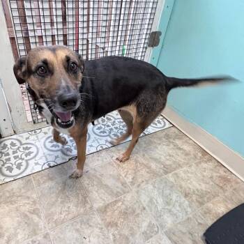 Shepherd Dogs Available for Adoption in Boerne, Texas - Shandy | PetCurious