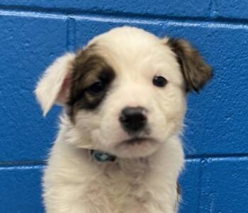 Percy -  Labrador Retriever and Australian Cattle Dog Blue Heeler Dog for Adoption in Golden, Colorado - Percy | PetCurious