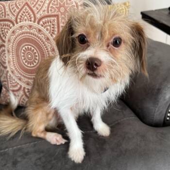 Molly -  Terrier Dog for Adoption in Charlotte, North Carolina - Molly | PetCurious