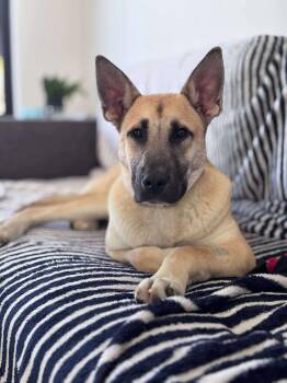 Rescue German Shepherd Dog and Belgian Shepherd Malinois Dogs for Adoption in Guelph, Ontario - Dash | PetCurious
