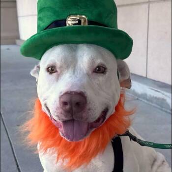 Pit Bull Terrier Dogs Available for Adoption in Pasadena, California - Elmer | PetCurious