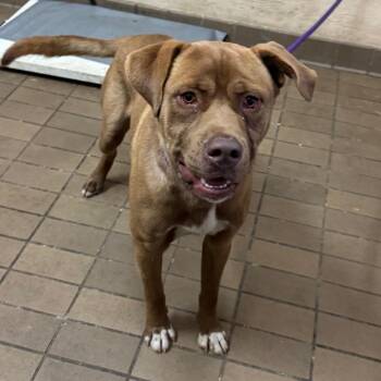 Labrador Retriever Dogs Available for Adoption - Oakley | PetCurious