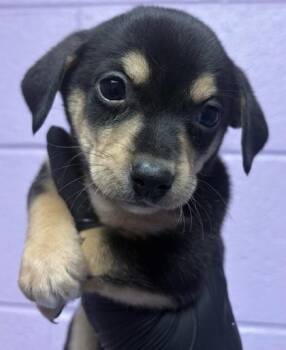 61230833 -  Mixed Breed Dog for Adoption in El Paso, Texas - 61230833 | PetCurious