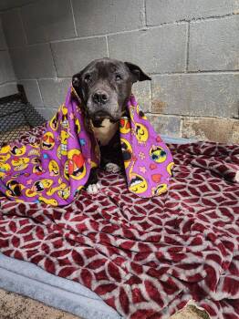 Pit Bull Terrier Dogs Available for Adoption in Tulsa, Oklahoma - Granny | PetCurious