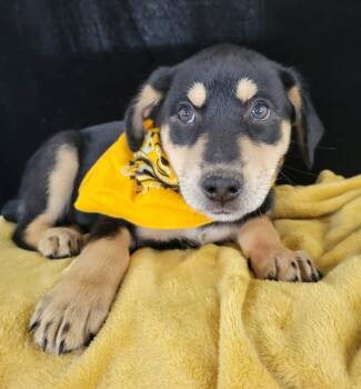 Queso -  Labrador Retriever and Mixed Breed Dog for Adoption in Leesburg, Alabama - Queso | PetCurious