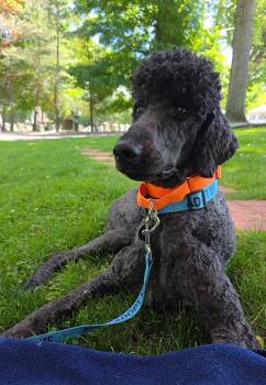 Standard Poodle Dogs Available for Adoption in Wayne, New Jersey - Regis | PetCurious