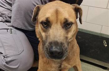 CHANDLER -  Mixed Breed Dog for Adoption in Santa Fe, New Mexico - CHANDLER | PetCurious