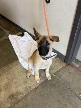German Shepherd Dog and Mixed Breed Dogs Available for Adoption in Ontario, California - BING BONG | PetCurious