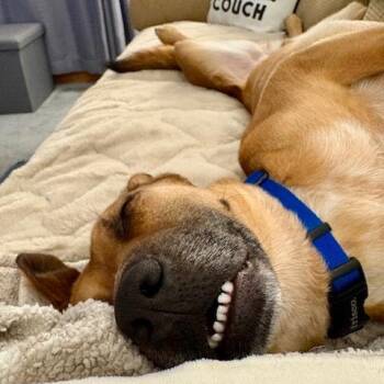 Hound and Terrier Dogs Available for Adoption - Ripley | PetCurious