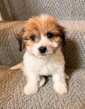 Shih Tzu and Bichon Frise Dogs Available for Adoption in Overland Park, Kansas - Winnie | PetCurious
