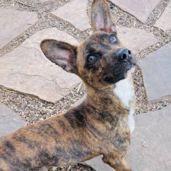 Ramon -  Mixed Breed Dog for Adoption in Duncan, Oklahoma - Ramon | PetCurious