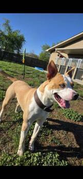 Mixed Breed Dogs Available for Adoption in Sevierville, Tennessee - Maple Syrup | PetCurious