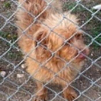 Bunny -  Irish Terrier Dog for Adoption in Calverton, New York - Bunny | PetCurious