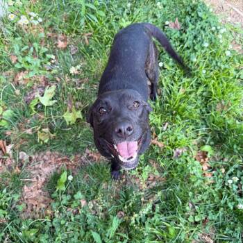 Black Labrador Retriever and Staffordshire Bull Terrier Dogs Available for Adoption in Rossville, Georgia - Babygirl | PetCurious