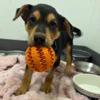 Flipper Frank -  Mixed Breed Dog for Adoption in Austin, Texas - Flipper Frank | PetCurious
