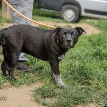 Missy Smelliot -  Australian Cattle Dog Blue Heeler and Terrier Dog for Adoption in Pawling, New York - Missy Smelliot | PetCurious