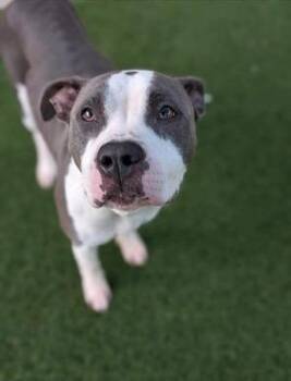 Rescue Pit Bull Terrier Dogs for Adoption in Eagle, Idaho - Gina **Courtesy Post. Out Of Town Pet. See Below For Details** | PetCurious