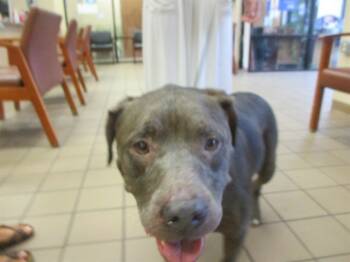 Rescue Pit Bull Terrier Dogs for Adoption in Ocala, Florida - ZELDA | PetCurious