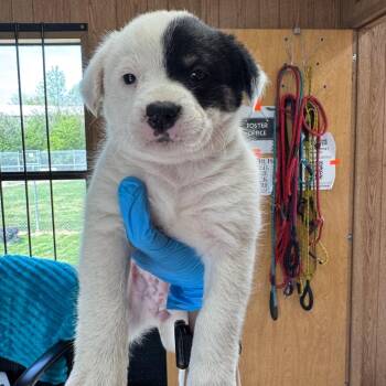 Mixed Breed Dogs Available for Adoption in Loxahatchee Groves, Florida - Amika 8812 | PetCurious
