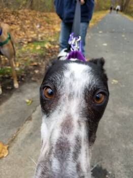 Rescue Greyhound Dogs for Adoption in Amherst, Massachusetts - Amanda | PetCurious