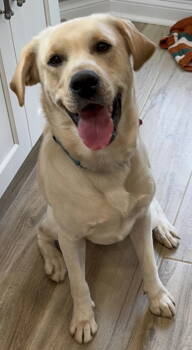 Rescue Labrador Retriever Dogs for Adoption in Milton, Georgia - Tikka Taps | PetCurious