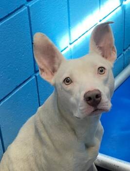 Opal -  Terrier Dog Available for Adoption in Hartsville, South Carolina - Opal | PetCurious