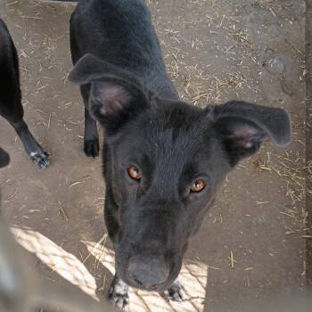 Labrador Retriever and Shepherd Dogs Available for Adoption in Corsicana, Texas - Sam Winchester D45821 | PetCurious