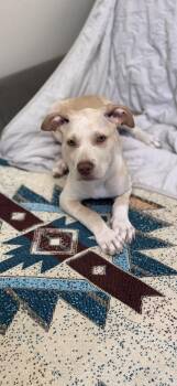 Labrador Retriever Dogs Available for Adoption in Pawleys Island, South Carolina - Beau | PetCurious
