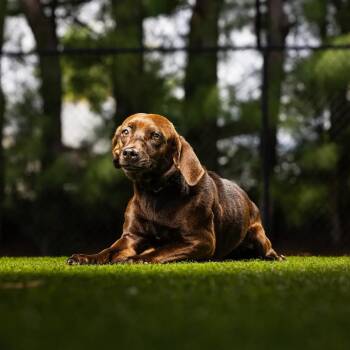 Willow -  Dachshund and Mixed Breed Dog for Adoption in Jupiter, Florida - Willow | PetCurious