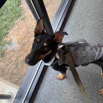 Rescue Mixed Breed Dogs for Adoption in Allentown, Pennsylvania - Cartier | PetCurious