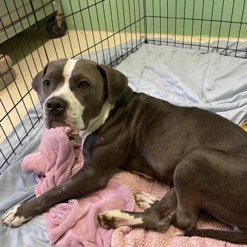 Nyx 0653 -  Mixed Breed Dog for Adoption in Loxahatchee Groves, Florida - Nyx 0653 | PetCurious