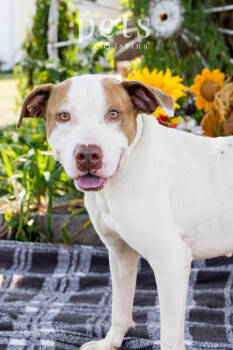 Rescue Staffordshire Bull Terrier Dogs for Adoption in Warrenton, Missouri - SR Gouda | PetCurious