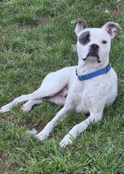 Froggie -  American Bulldog Dog for Adoption in Pottstown, Pennsylvania - Froggie | PetCurious