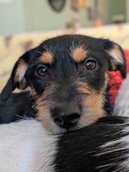 Norfolk Terrier Dogs Available for Adoption in Sanford, North Carolina - Seff | PetCurious
