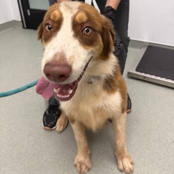 Murph -  Australian Shepherd Dog for Adoption in Abilene, Texas - Murph | PetCurious