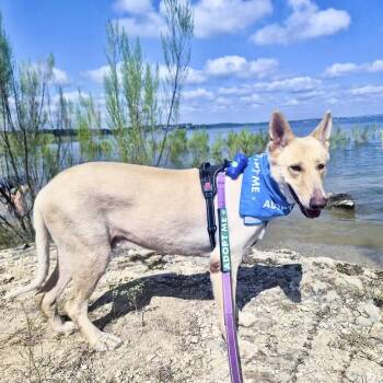 Lucky -  German Shepherd Dog Dog for Adoption in Fairfield, Connecticut - Lucky | PetCurious
