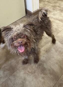 Moe -  Terrier Dog for Adoption in Springfield, Ohio - Moe | PetCurious
