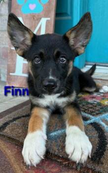 Finley -  Shepherd and Hound Dog for Adoption in Norfolk, Massachusetts - Finley | PetCurious