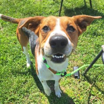 Mixed Breed Dogs Available for Adoption in Cape Girardeau, Missouri - Hawke | PetCurious