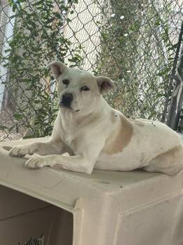 Bonney -  Australian Shepherd and Mixed Breed Dog for Adoption in Moriarty, New Mexico - Bonney | PetCurious