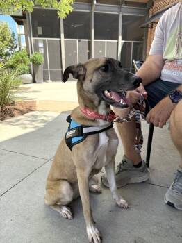 Tequila -  Labrador Retriever and Chihuahua Dog for Adoption in Charlotte, North Carolina - Tequila | PetCurious
