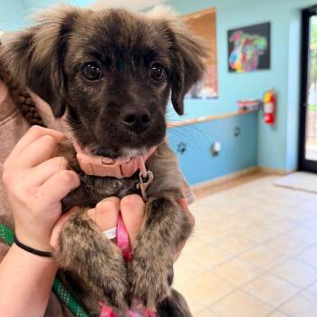 Marley -  Shih Tzu and Pekingese Dog for Adoption in Columbus, Georgia - Marley | PetCurious