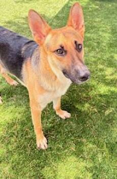 Rusty -  German Shepherd Dog Dog for Adoption in Mt. Juliet, Tennessee - Rusty | PetCurious