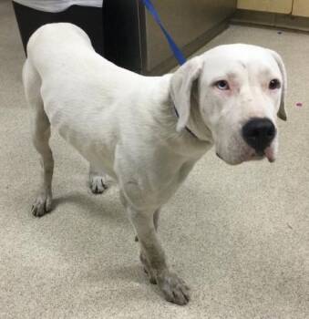 Rescue Dogo Argentino and Mixed Breed Dogs for Adoption in Riverside, California - BELL | PetCurious