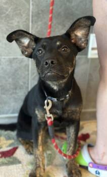 Shepherd Dogs Available for Adoption in Stafford, Virginia - Apollo | PetCurious