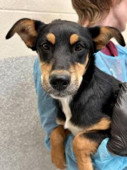 Cherry -  Mixed Breed Dog for Adoption in Wichita, Kansas - Cherry | PetCurious
